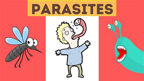 What Is A Parasite Definition And Examples YouTube