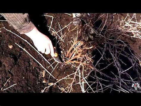 Обрезка КРЫЖОВНИКА - YouTube