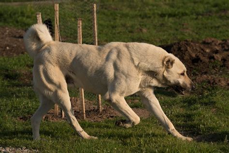 What Is A Kangal A Mix Of