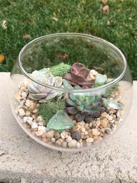 Small Glass Terrarium With Succulents KIT to Make Terrarium | Etsy | Glass terrarium containers ...