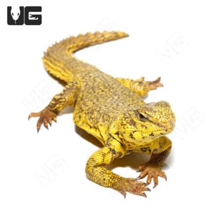 Super Yellow Uromastyx For Sale Underground Reptiles