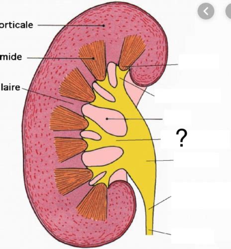 Cours 6 1 L Appareil Urinaire Histologie Flashcards Quizlet