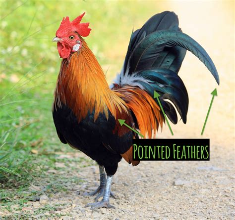 How to Tell if You Have a Hen or a Rooster | Small Pet Select