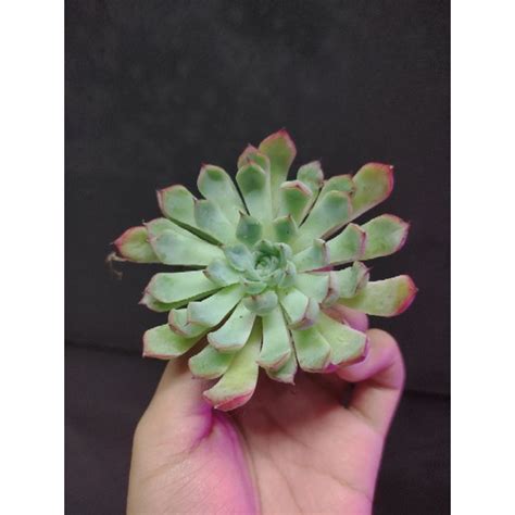 Echeveria Cuspidata Tough Succulent Plants Shopee Malaysia