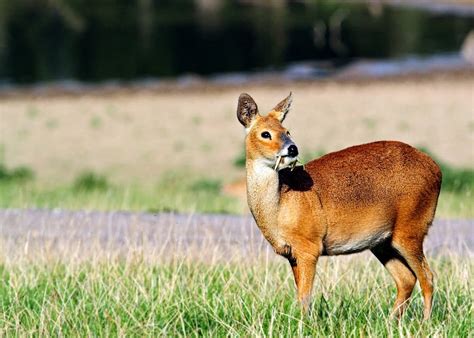 Chinese Water Deer Hydropotes Inermis Glenlivet Wildlife
