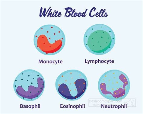 Share White Blood Cell Drawing Latest Nanoginkgobiloba Vn