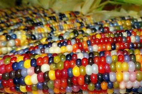 Wow Rainbow Colored Corn Sprouts In Zamboanga City Abs Cbn News