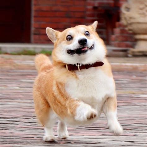 This Corgi Has Perfectly Hilarious Expressions For Every Occasion And ...