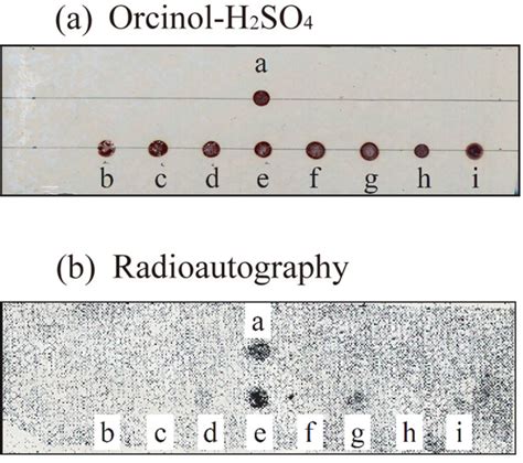 Figure 3 Dot Thin Layer Chromatography TLC Overlay Assay