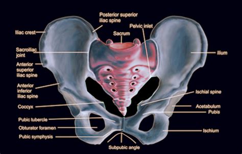 Anatomy Bony Pelvis And Lower Limb Pelvic Bones Treatment And Management Point Of Care