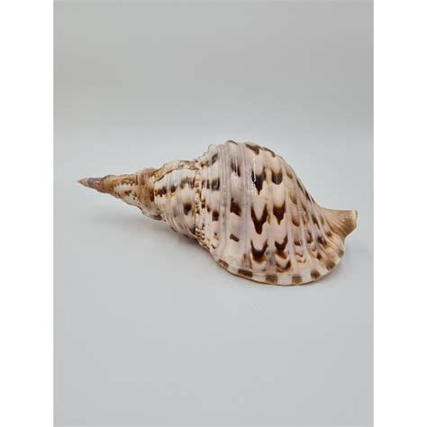 Triton Shell - 20cm up Wholesale | Pastel Pines