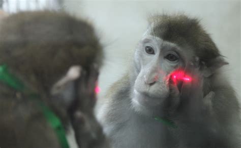 Monkeys Learn To Recognize Themselves In Mirrors New Research The