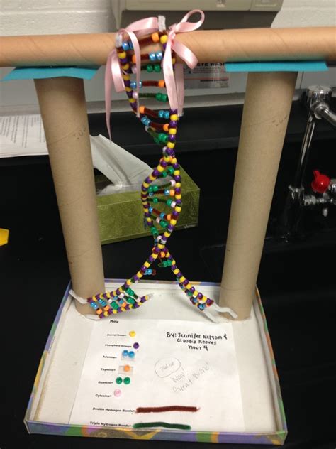 Category Dna Models Hulses Class