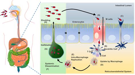 From Eberthella Typhi To Salmonella Typhi The Fascinating Journey Of