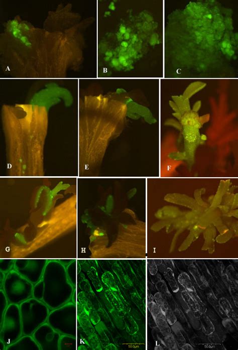 The expression of three different gfp mutants in Carrizo citrange.... | Download Scientific Diagram