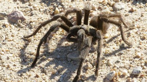 Tarantula Mating Season Returns To Slo County San Luis Obispo Tribune