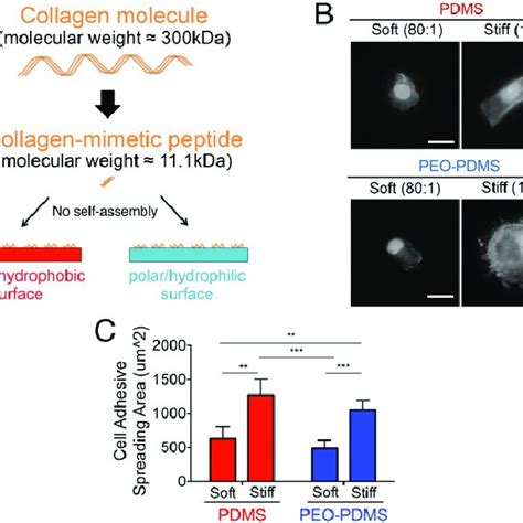 Traction Force Microscopy Indicates Cells Spread On Soft Pdms Without