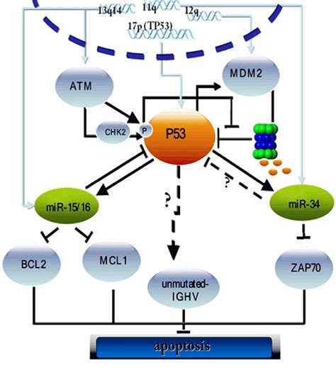 Figure 1 From The Role Of Tp 53 Network In The Pathogenesis Of Chronic Lymphocytic Leukemia