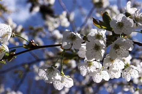 Kostenlose Foto Baum Natur Ast Bl Hen Wei Frucht Blume