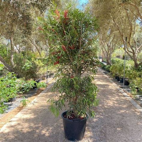 Callistemon Kings Park Special