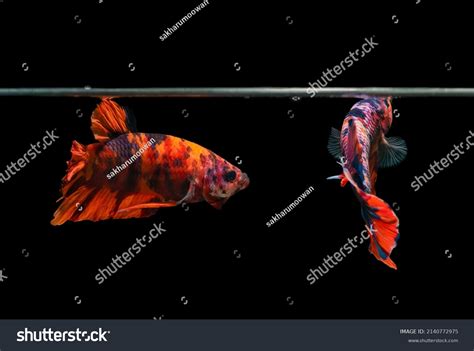 Half Moon Betta Fish Photos and Images | Shutterstock