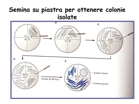 Ppt Corso Di Microbiologia E Microbiologia Clinica Powerpoint