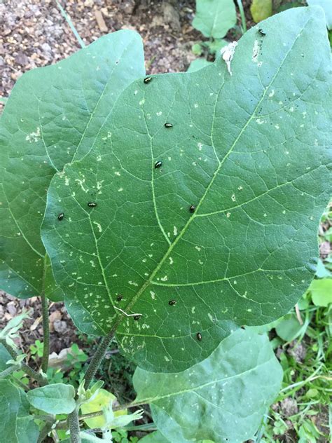 Crops Vegetables Eggplant Phylliodes Flea Beetle Eggplant Fiji Pestnet