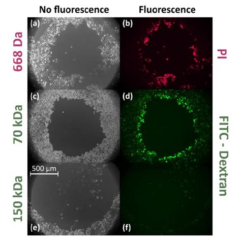 Fluorescence Microscopy Images Of HeLa Cells 30 Minutes After Treatment