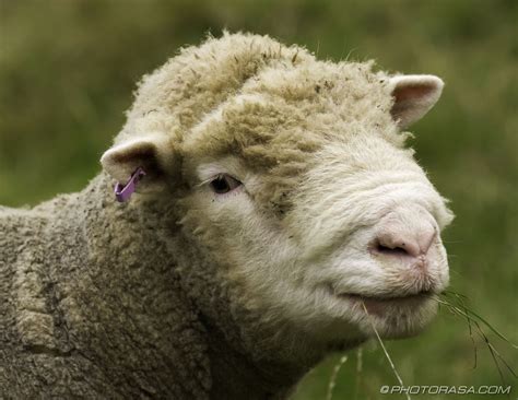 Sheep - Photorasa Free HD Photos