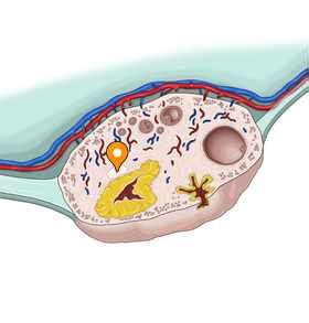 Corpus albicans - e-Anatomy - IMAIOS