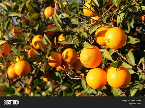 Orange Harvest Image & Photo (Free Trial) | Bigstock