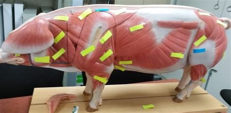 Pig Muscles Diagram Quizlet