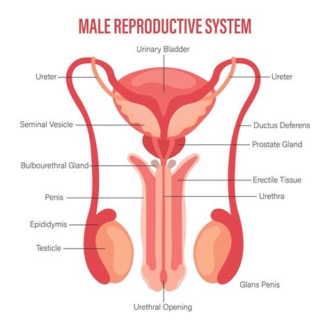 Male Reproductive System Icon With Description Isolated On White Background Anatomy Of The