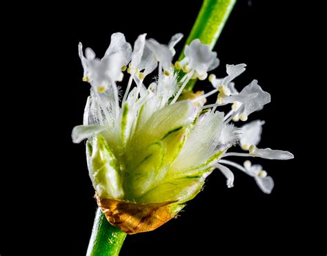 Fotos gratis rama blanco fotografía hoja pétalo florecer polen