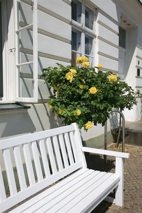 House Detail With White Bench And Rose Bush Stock Image Image Of