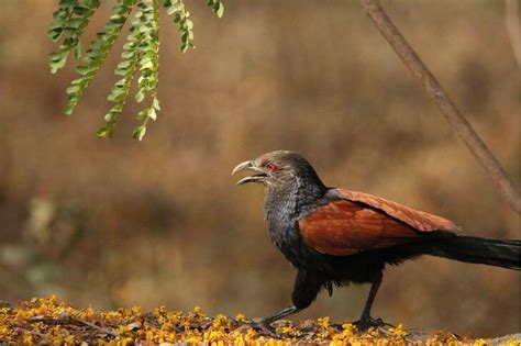 18 Black Birds With Red Eyes Names Images