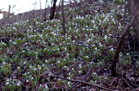 How to Identify Native Plants in New England