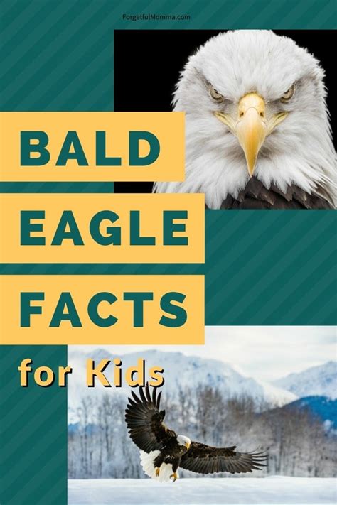 Bald Eagle Facts for Kids