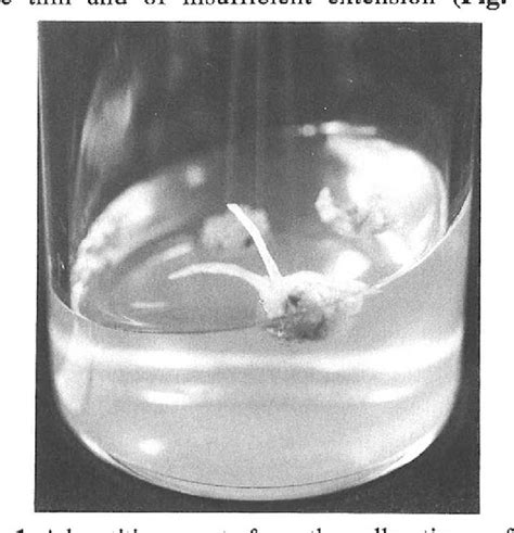 Figure 1 From Somatic Embryogenesis And Plantlet Regeneration On