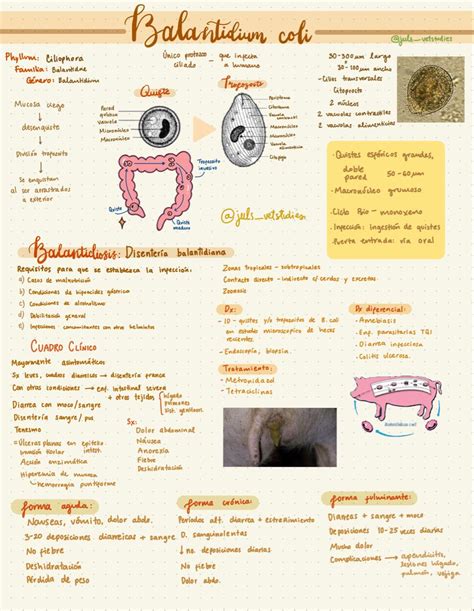 Giardia Lamblia Morphology Life Cycle Pathogenesis Clinical