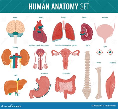 Rganos Internos Humanos Sistema De La Anatom A Vector Ilustraci N Del