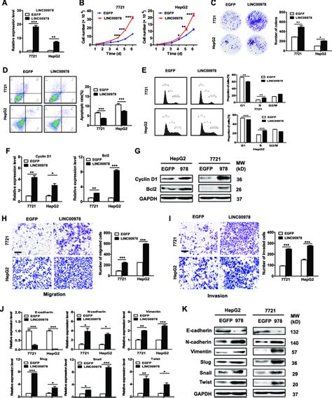 LINC00978 Overexpression Promotes Proliferation And Inhibits Apoptosis