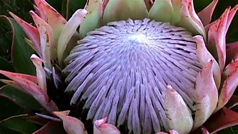 King Protea Flowering Season South Africa Best Flower Site