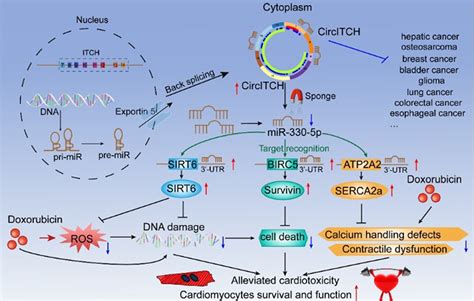 The Tumor-Suppressive Human Circular RNA CircITCH Sponges miR-330-5p to Ameliorate Doxorubicin ...