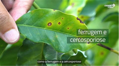 Cooxup Em Foco Ferrugem E Cercosporiose Youtube