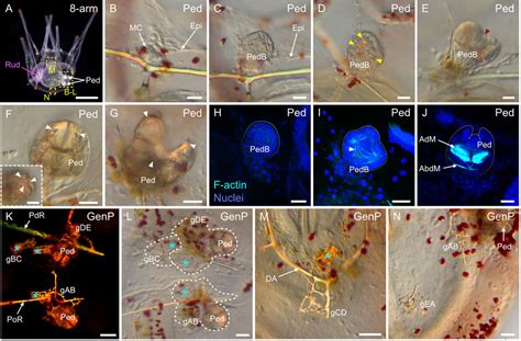 Frontiers Developmental Atlas Of The Indirect Developing Sea Urchin