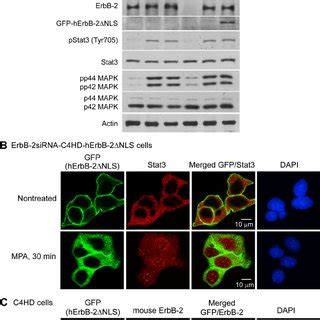 The Nuclear Stat Erbb Complex Regulates In Vitro Breast Cancer