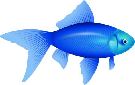 Ilustración Vectorial De Pez Azul Pez Azul Ilustración Vectorial Peces De Acuario