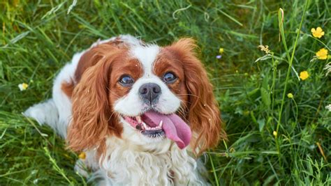 Cavalier King Charles Spaniel Short Haircut Tips And Tricks Living