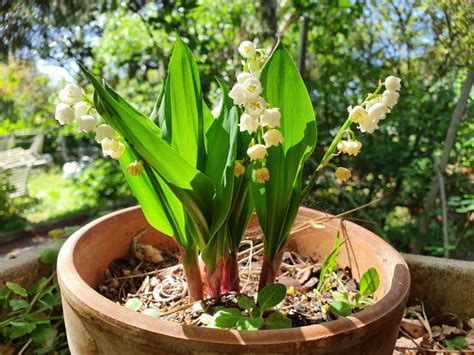 Lilies Of The Valley Lets Find Out How To Cultivate This Enchanting